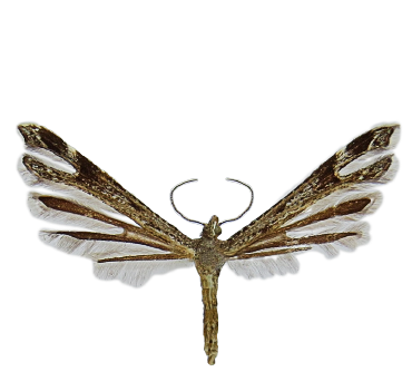 img-pterophoridae.png